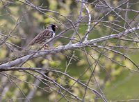 Harris Sparrow